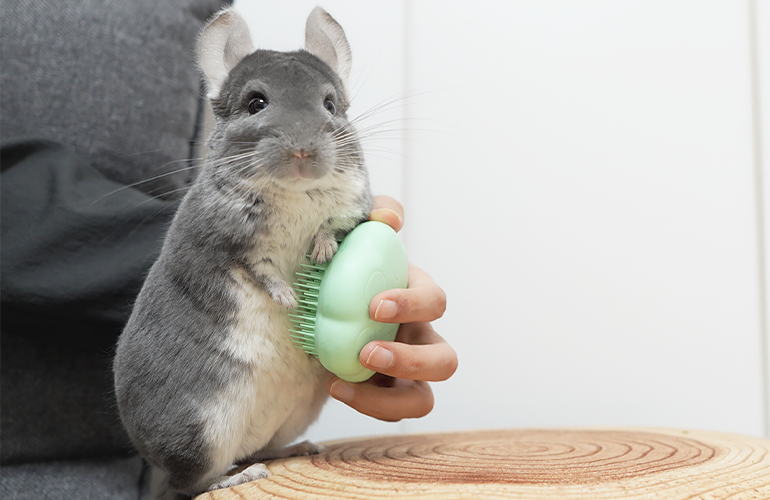 チンチラのお気に入りのブラシがなくなってしまったので猫用のペットティーザー買ってみた