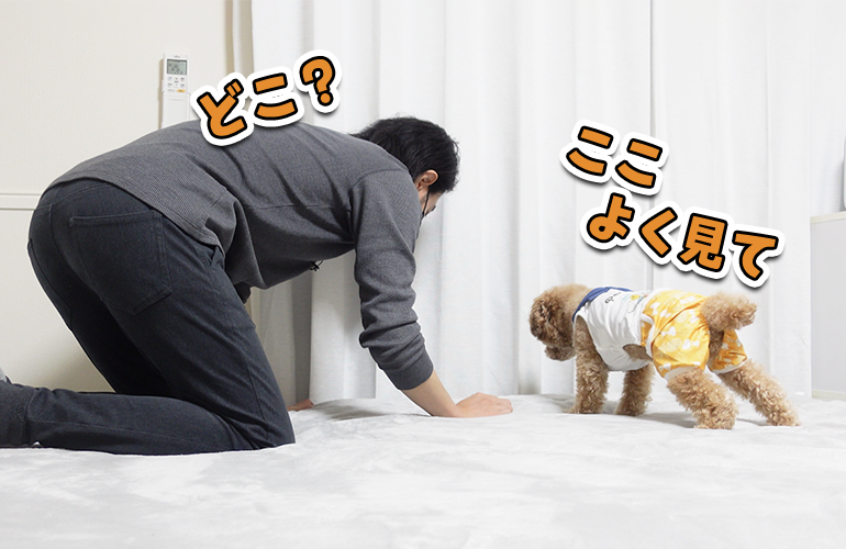 何年経っても変わらない犬と飼い主