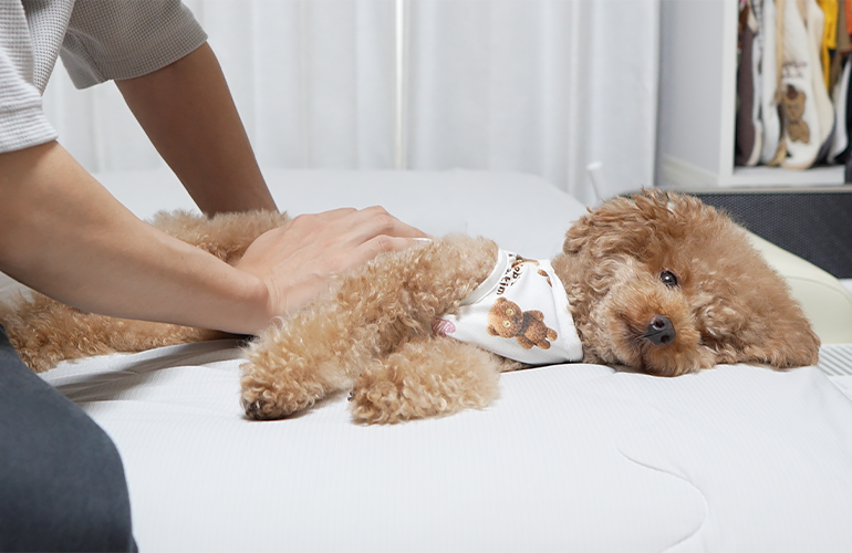 病気の愛犬が大変なことになってしまいました…