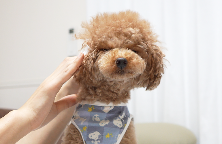 耳掃除が気持ち良すぎてうっとりしちゃう犬